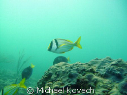 Porkfish on the reef off the Pelican Grand Beach Resort i... by Michael Kovach 